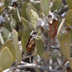 Jojoba_1