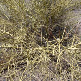 Palo verde_1