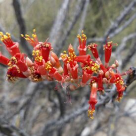 Ocotillo_2