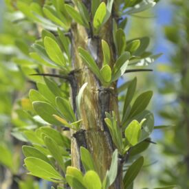 Ocotillo_3
