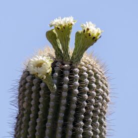Saguaro_1